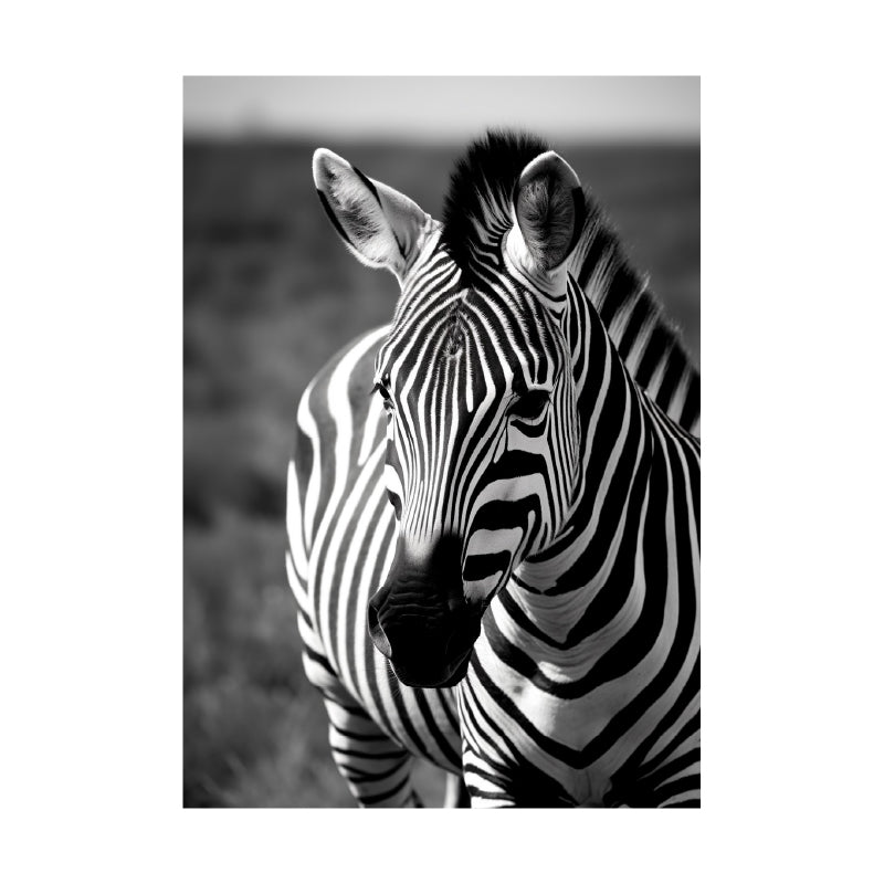 ポスター シマウマ