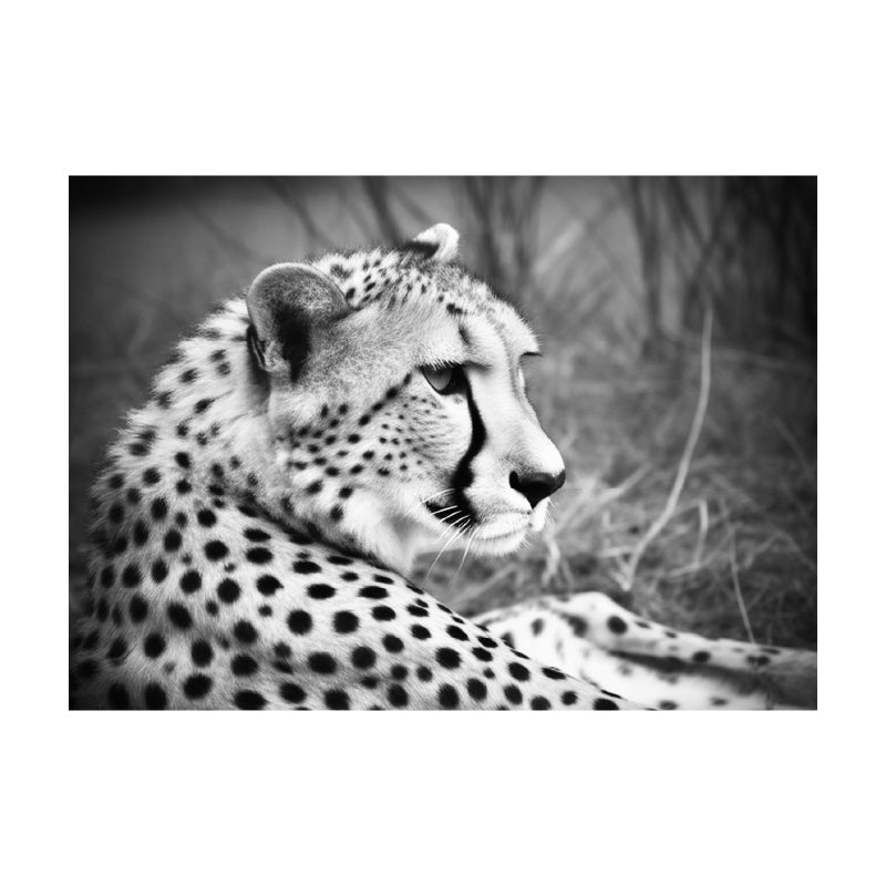 ポスター チーター